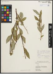 Foto von Salix sericocarpa Andersson
